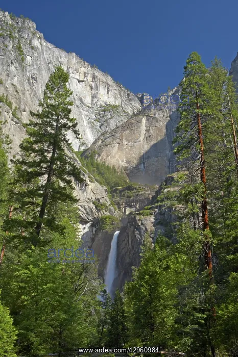 : Lower Yosemite Falls : Lower Yosemite Falls