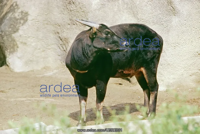 : Lowland ANOA - male : Lowland ANOA - male