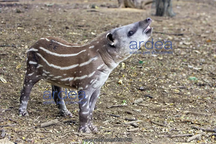 : Lowland / Brazilian / Amazonian / South American Tapir : Lowland / Brazilian / Amazonian / South American Tapir