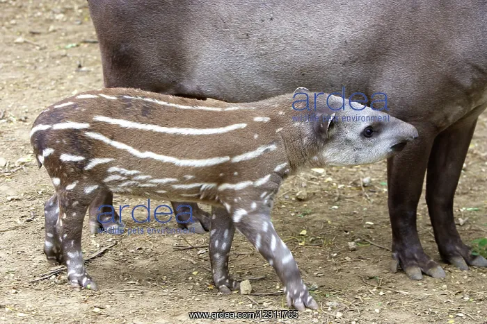 : Lowland / Brazilian / Amazonian / South American Tapir : Lowland / Brazilian / Amazonian / South American Tapir