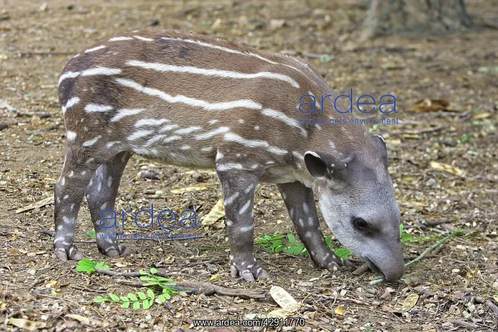  : Lowland  /  Brazilian  /  Amazonian  /  South American Tapir