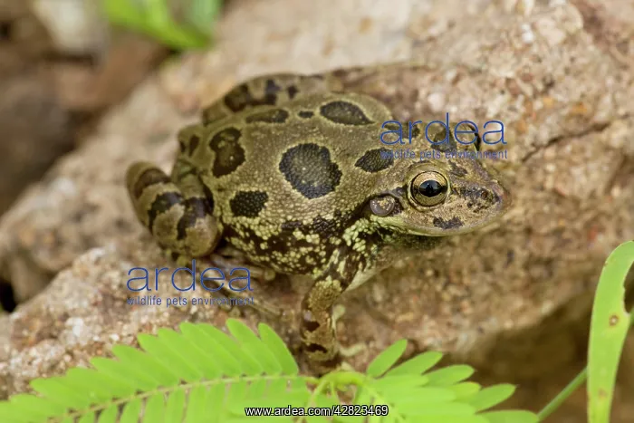  : Lowland Burrowing Tree Frog