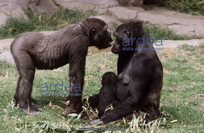 : Lowland GORILLA - 2 adults with baby, facing : Lowland GORILLA - 2 adults with baby, facing
