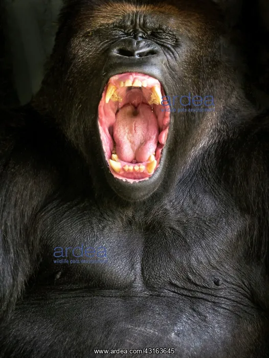 : Lowland Gorilla : Lowland Gorilla
