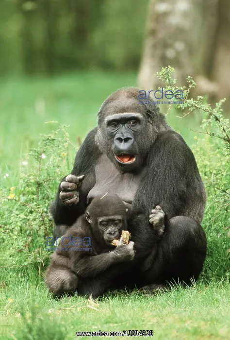 : LOWLAND GORILLA - adult and baby : LOWLAND GORILLA - adult and baby