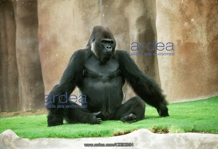 : Lowland Gorilla - adult male : Lowland Gorilla - adult male