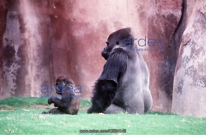 : LOWLAND GORILLA - Adult male with three year old : LOWLAND GORILLA - Adult male with three year old