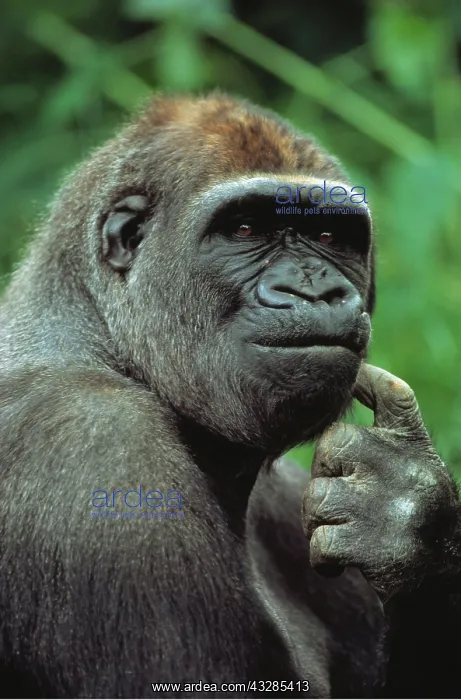 : Lowland Gorilla - close-up of face : Lowland Gorilla - close-up of face