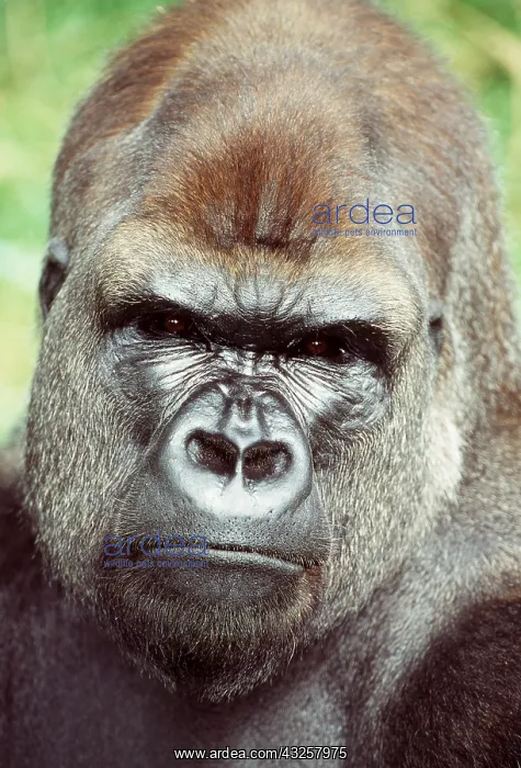 : LOWLAND GORILLA - close-up of head : LOWLAND GORILLA - close-up of head