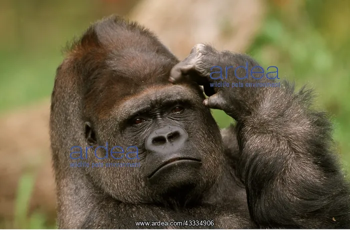: LOWLAND GORILLA - close-up scratching head : LOWLAND GORILLA - close-up scratching head