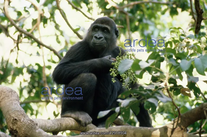 : Lowland Gorilla - feeding : Lowland Gorilla - feeding