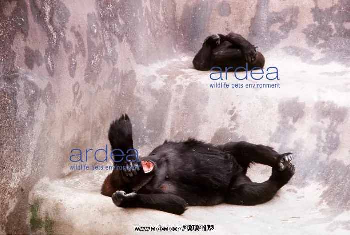 : LOWLAND GORILLA - female and young : LOWLAND GORILLA - female and young