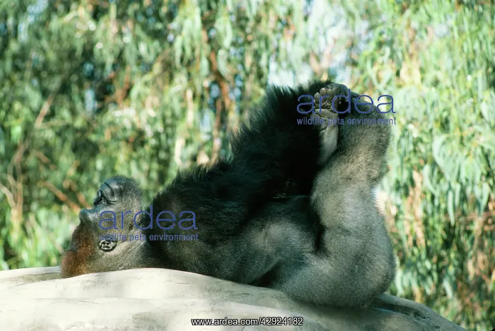 : Lowland Gorilla - Lying on back with hands & feet : Lowland Gorilla - Lying on back with hands & feet