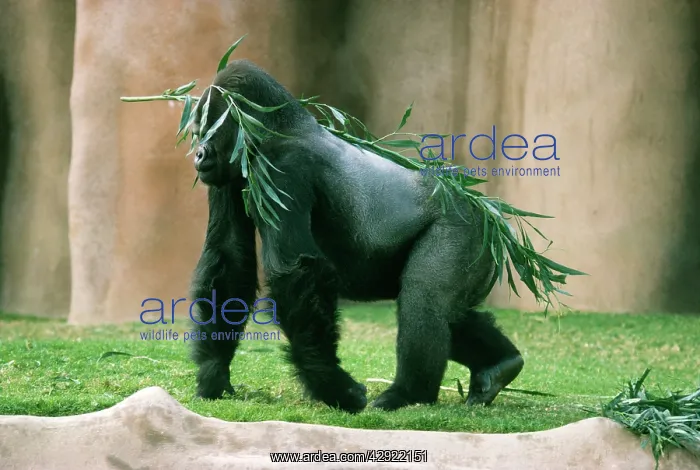 : LOWLAND GORILLA - male silverback, with branch on back : LOWLAND GORILLA - male silverback, with branch on back