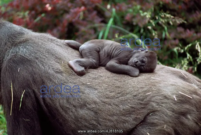 : Lowland Gorilla - newborn female on mothers back : Lowland Gorilla - newborn female on mothers back