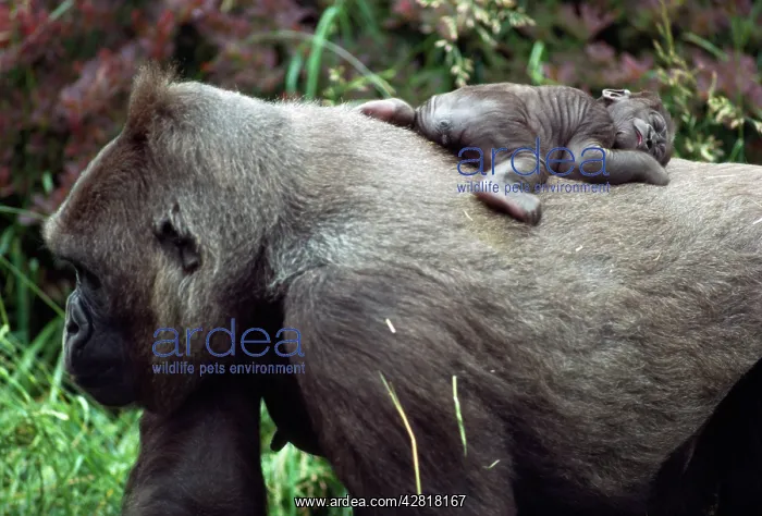 : Lowland Gorilla - newborn female on mothers back : Lowland Gorilla - newborn female on mothers back