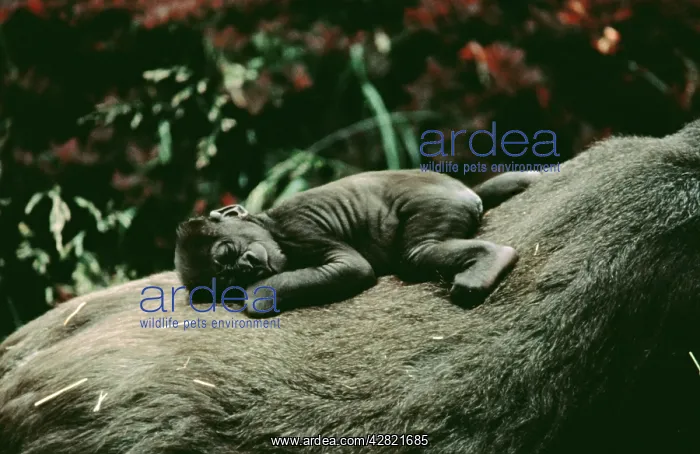 : LOWLAND GORILLA - Parent with baby on back : LOWLAND GORILLA - Parent with baby on back
