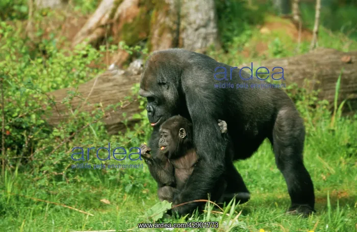 : LOWLAND GORILLA - Parent and young walking : LOWLAND GORILLA - Parent and young walking