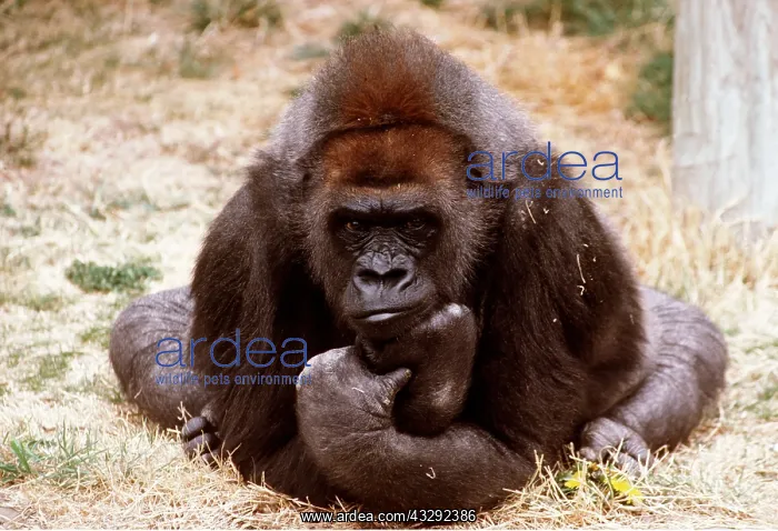 : LOWLAND GORILLA - in pensive pose : LOWLAND GORILLA - in pensive pose