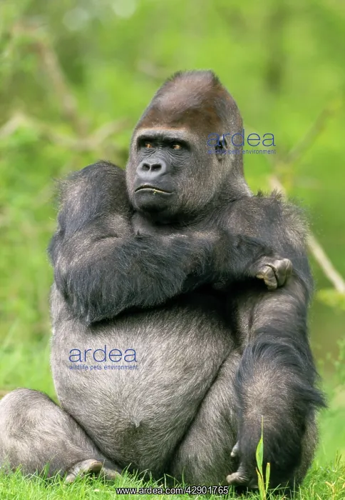  : LOWLAND GORILLA - scratching arm