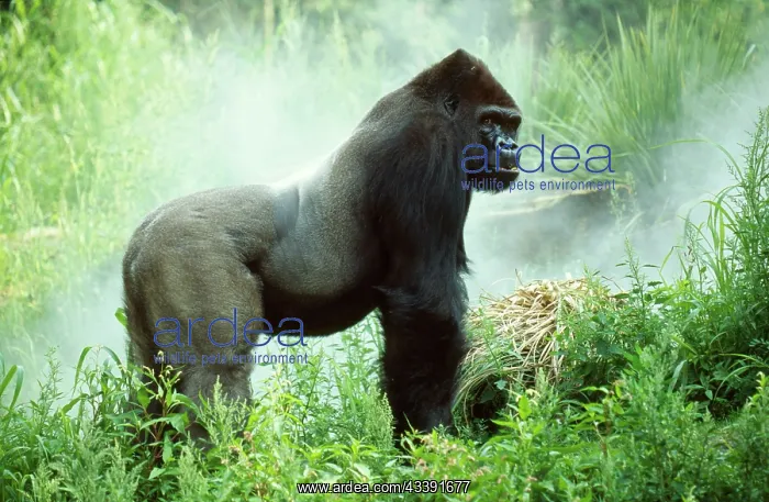 : Lowland GORILLA - silverback male : Lowland GORILLA - silverback male