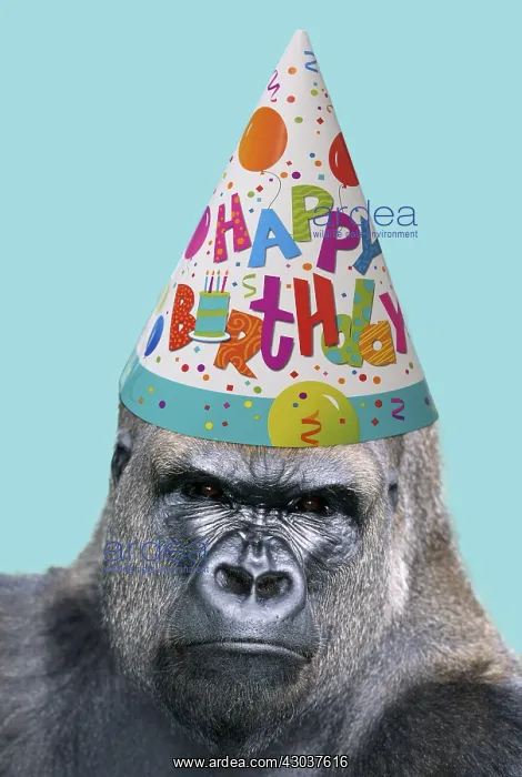 : Lowland Gorilla wearing Happy Birthday party hat : Lowland Gorilla wearing Happy Birthday party hat