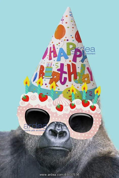 : Lowland Gorilla wearing Happy Birthday party hat : Lowland Gorilla wearing Happy Birthday party hat
