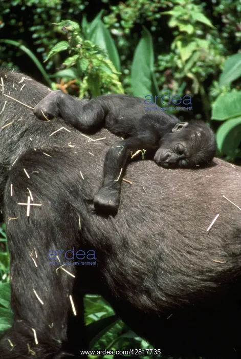 : Lowland GORILLA - young on back : Lowland GORILLA - young on back