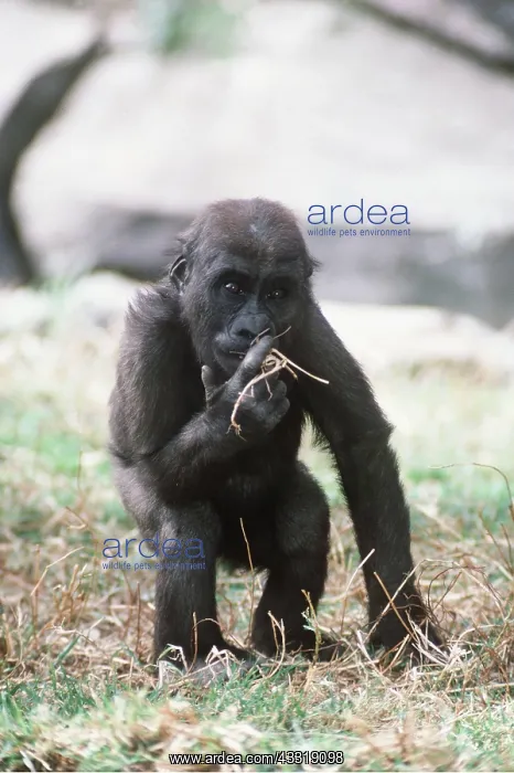 : LOWLAND GORILLA - young, standing : LOWLAND GORILLA - young, standing