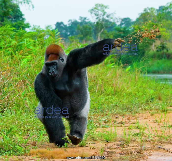 : Lowland gorillas (Gorilla gorilla gorilla) in th : Lowland gorillas (Gorilla gorilla gorilla) in th