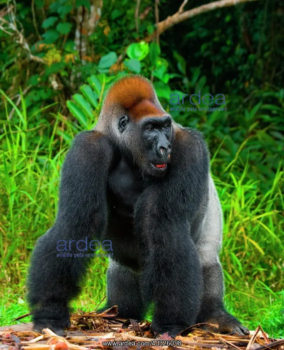 : Lowland gorillas (Gorilla gorilla gorilla) in th : Lowland gorillas (Gorilla gorilla gorilla) in th