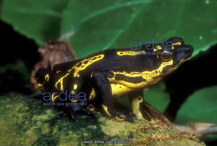 : Lowland Harlequin Frog : Lowland Harlequin Frog