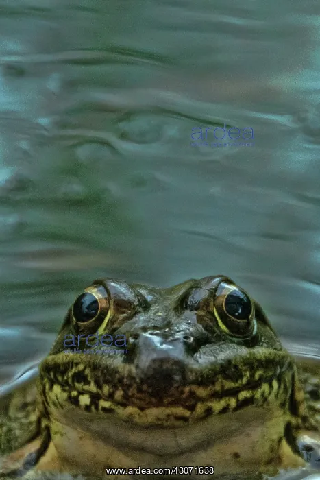 : Lowland Leopard Frog : Lowland Leopard Frog