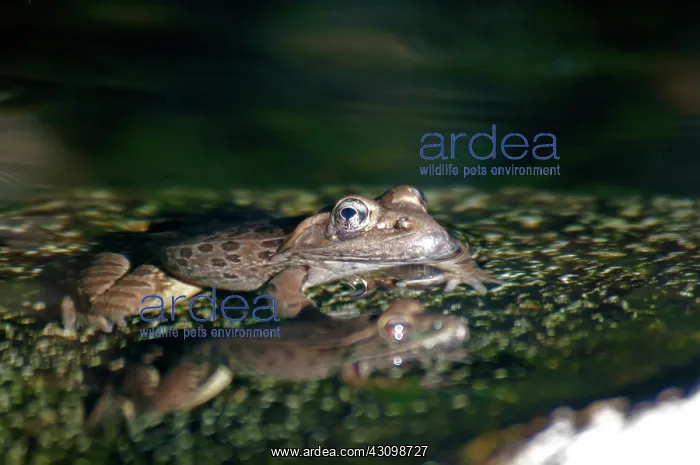 : Lowland Leopard Frog : Lowland Leopard Frog
