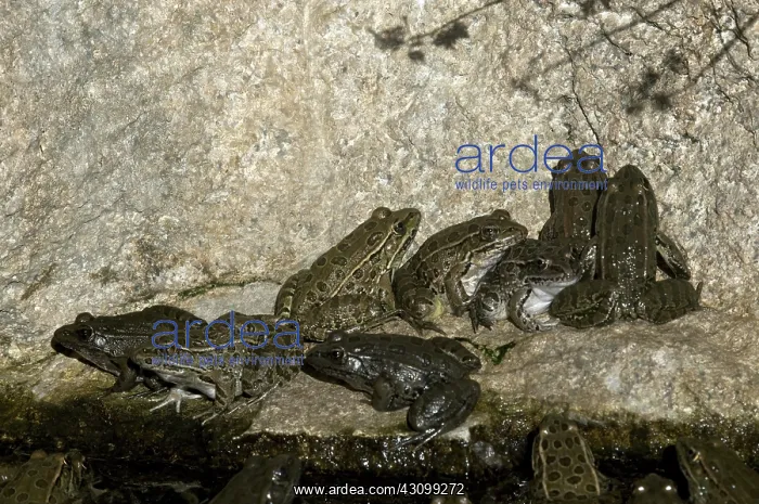 : Lowland Leopard Frogs : Lowland Leopard Frogs