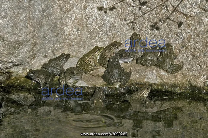 : Lowland Leopard Frogs : Lowland Leopard Frogs