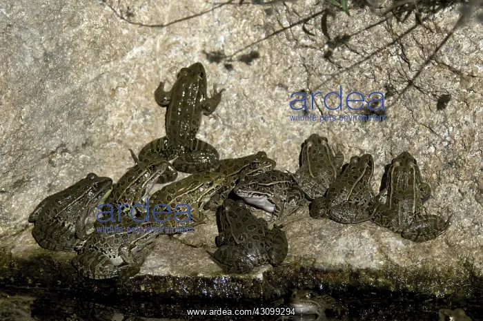 : Lowland Leopard Frogs : Lowland Leopard Frogs