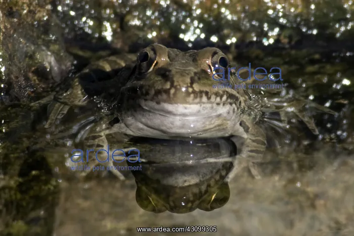 : Lowland Leopard Frogs : Lowland Leopard Frogs