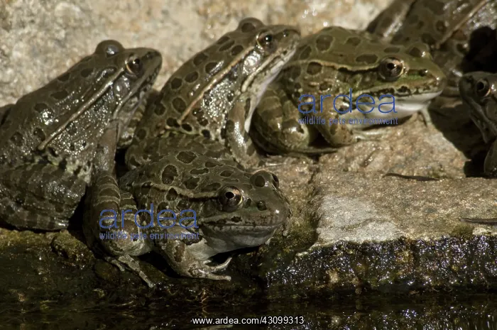 : Lowland Leopard Frogs : Lowland Leopard Frogs