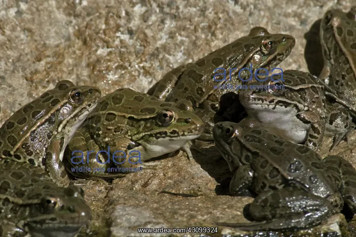 : Lowland Leopard Frogs : Lowland Leopard Frogs
