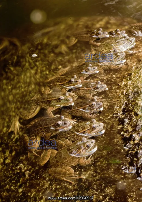 : Lowland Leopard Frogs - lined up in stream to catch prey : Lowland Leopard Frogs - lined up in stream to catch prey