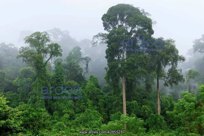 : Lowland rainforest at dawn with fog : Lowland rainforest at dawn with fog