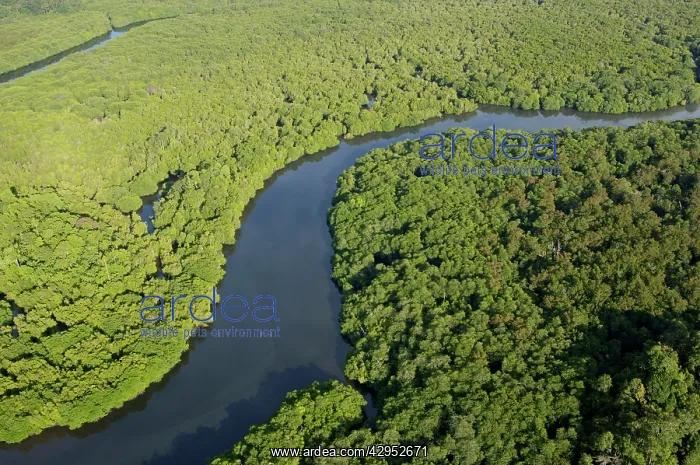: Lowland rainforest in a river-valley near Sandakan : Lowland rainforest in a river-valley near Sandakan