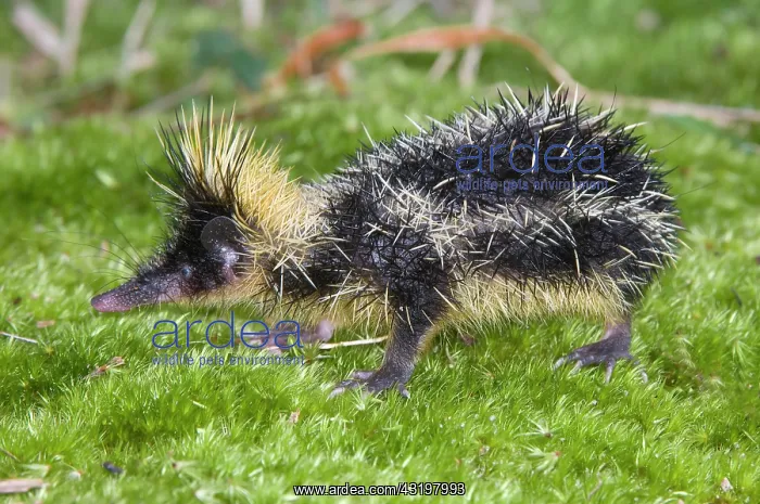 : Lowland Streaked Tenrec (Hemicentetes semispinosus) : Lowland Streaked Tenrec (Hemicentetes semispinosus)