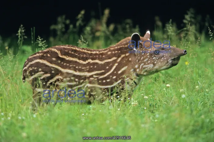 : Lowland Tapir - calf standing alert : Lowland Tapir - calf standing alert