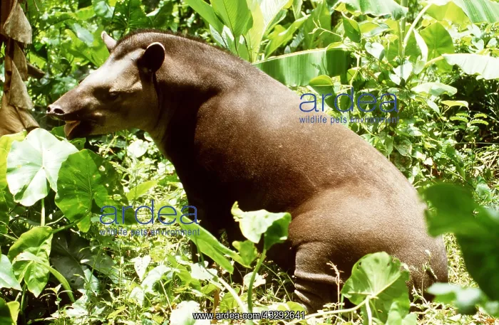: Lowland TAPIR - feeding : Lowland TAPIR - feeding