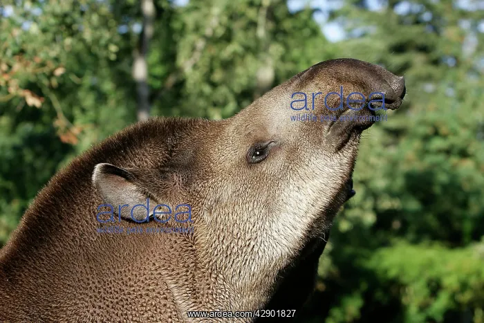 : Lowland TAPIR - feeding, close-up of head : Lowland TAPIR - feeding, close-up of head