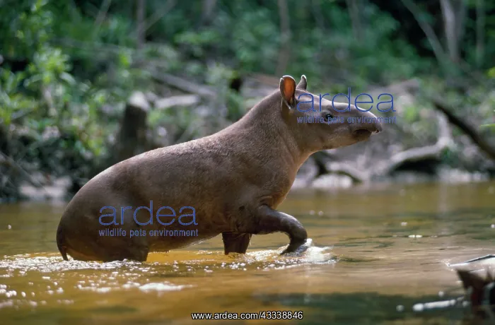 : Lowland TAPIR - leaving forest creek : Lowland TAPIR - leaving forest creek