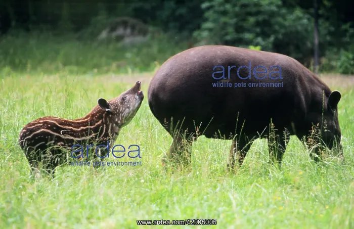 : Lowland TAPIR - mother with calf : Lowland TAPIR - mother with calf