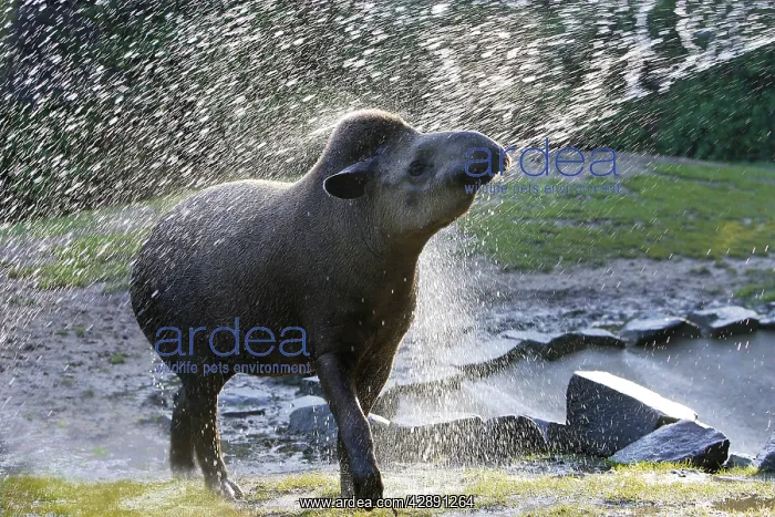 : Lowland Tapir / South American Tapir - In water spray : Lowland Tapir / South American Tapir - In water spray